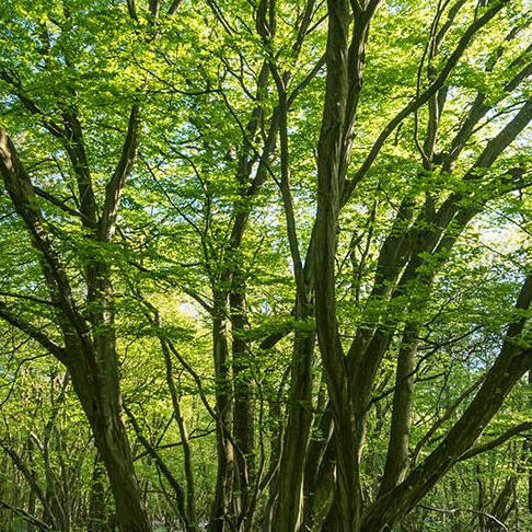 Hornbeam Trees in Sunlight