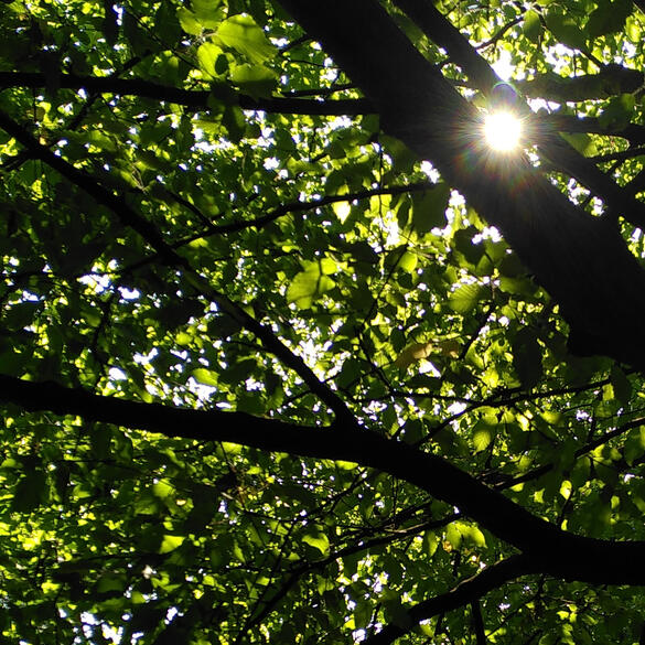 Hornbeam Tree in Sunlight Hornbeam Trees in Sunlight